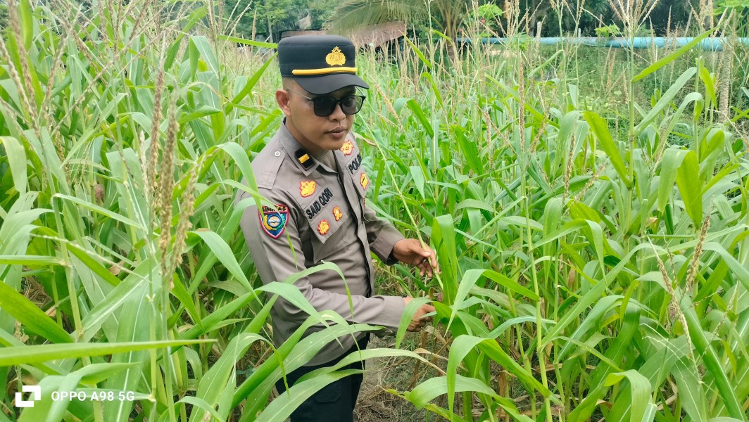 Polsek Minas Cek Perkembangan Program Ketahanan Pangan Nasional Berupa Jagung Pipil di Minas Jaya