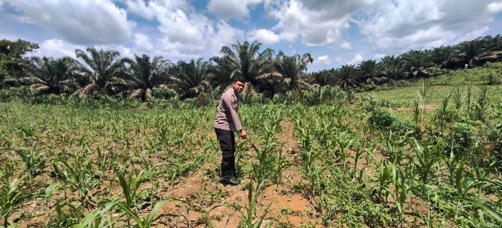 Polsek Bangkinang Aipda Syamsir, S.E Monitoring Lahan Ketahanan Pangan Jagung Pipil di Desa Siabu