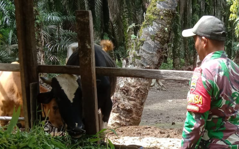 Sosialisasi Kesehatan, Koramil 03 Rutin Sambangi Peternakan Warga