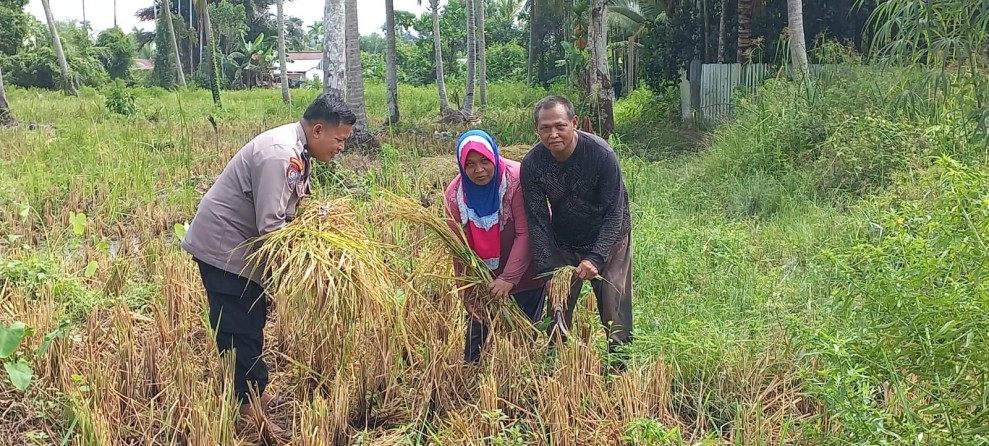Bhabinkamtibmas Reteh Dampingi Panen Padi 1 Ton di Sungai Undan
