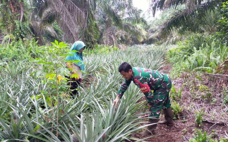 Dukung Ketahanan Pangan, Babinsa Bangsal Aceh Bantu Petani Nanas