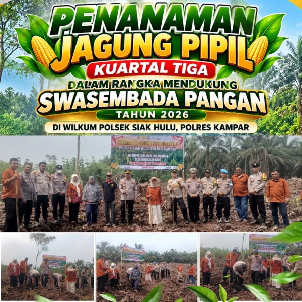 Polsek Siak Hulu Tanam Jagung Pipil Kuartal III, Dukung Program Swasembada Pangan 2026