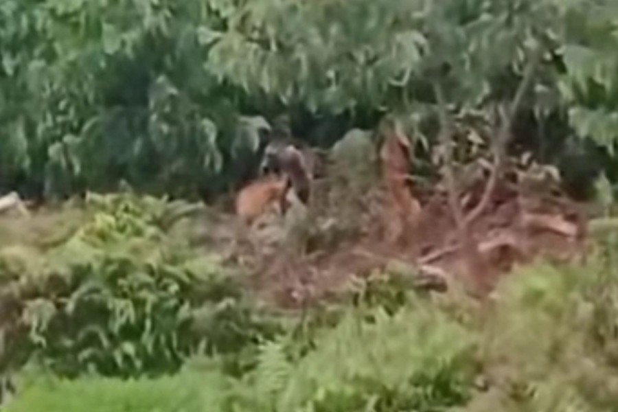 BBKSDA Riau Turunkan Tim Mitigasi, Giring Induk dan Anak Harimau Menjauh dari Permukiman Pelalawan