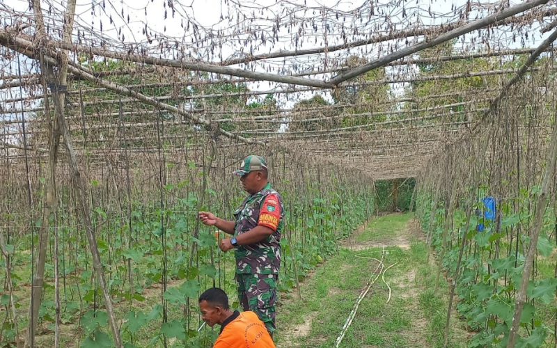 Babinsa Koramil 02 Bukit Kapur Laksanakan Pendampingan Pertanian Tanaman Pare