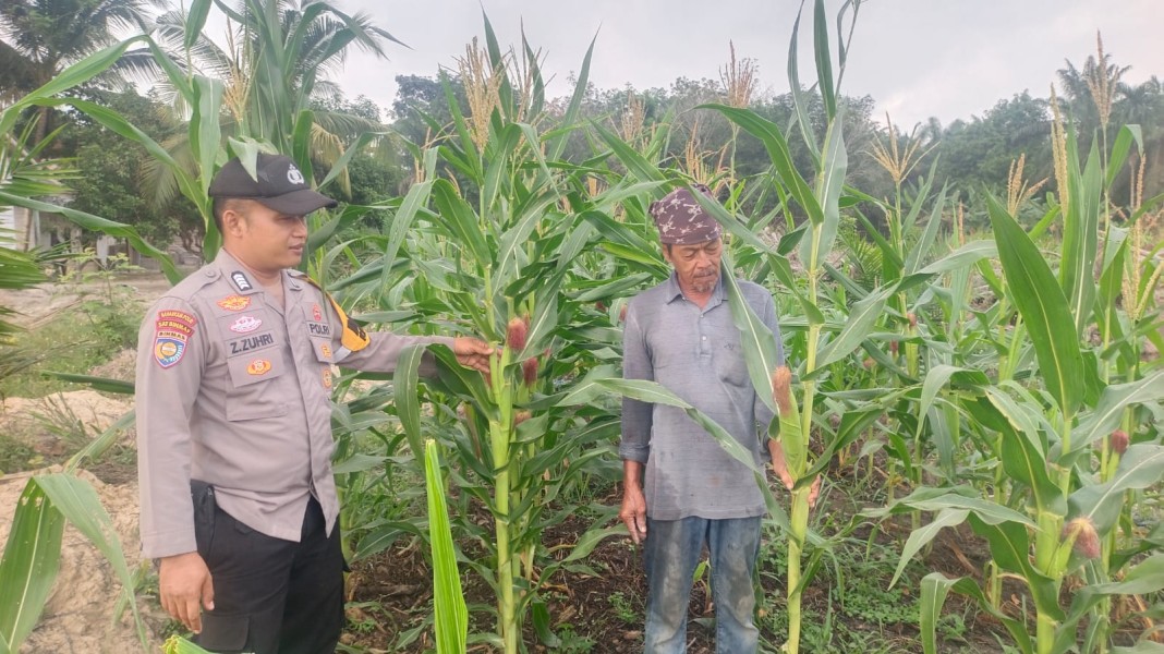 Bhabinkamtibmas Polsek Ukui Cek Pertumbuhan Jagung Pipil di Lahan TKD Desa Kampung Baru, Dukung Program Ketahanan Pangan