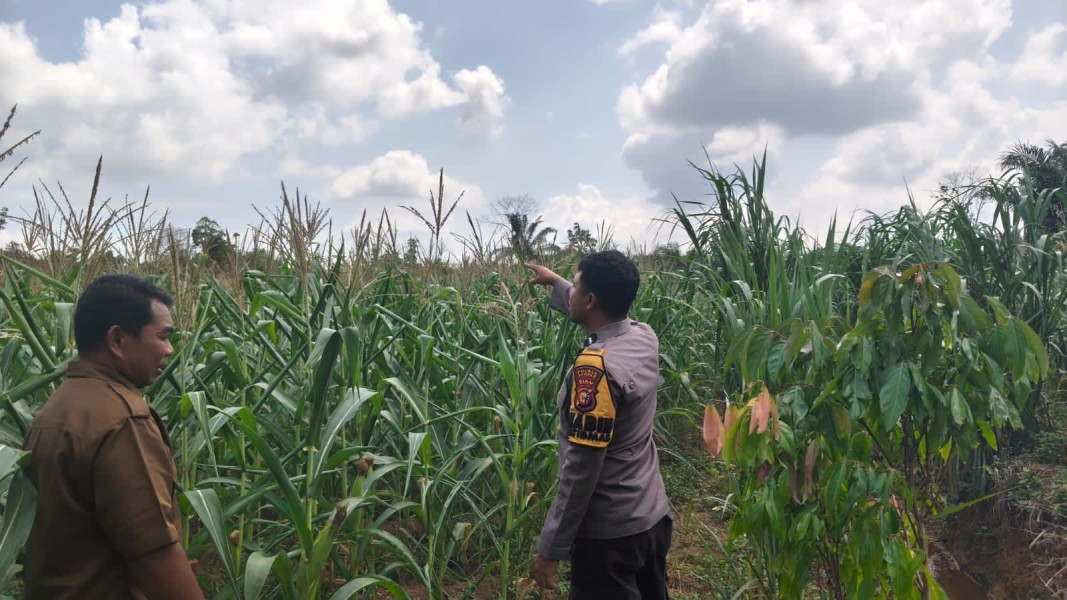 Perawatan Rutin Pertumbuhan Jagung dilakukan Personel Polsek Bangkinang Barat Desa Siabu Dukungan Program Asta Cita