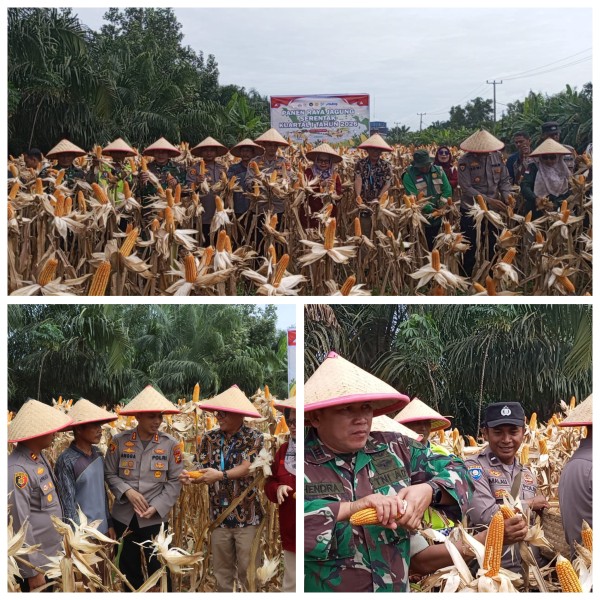 Panen Raya Jagung Pipil Serentak di Dumai, Bukti Sinergi TNI–Polri dan Petani Dukung Ketahanan Pangan Nasional