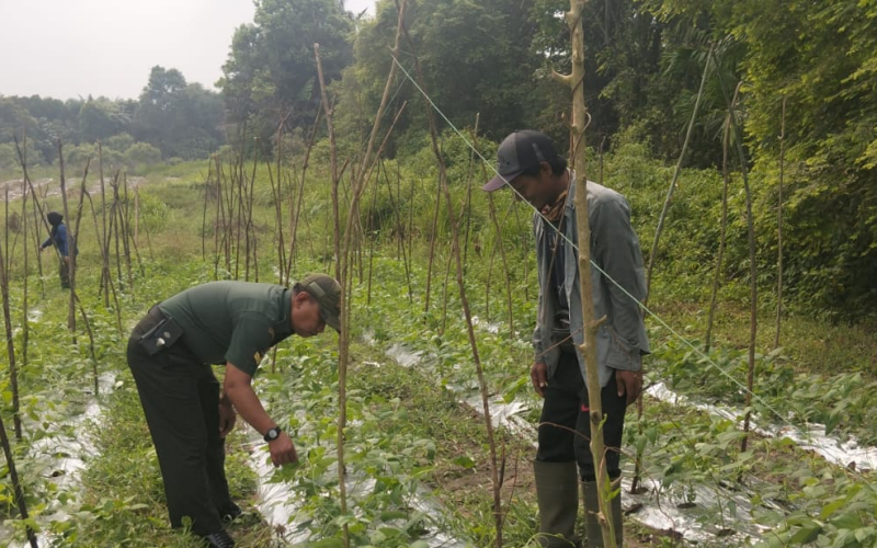Babinsa Koramil 02/Bukit Kapur Dampingi Petani Kacang Panjang di Bagan Besar Timur