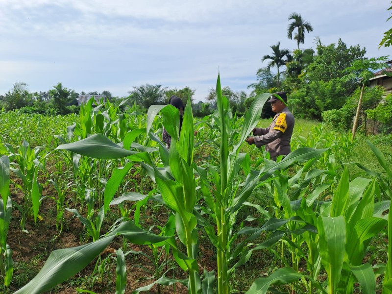 Aktif Bhabinkamtibmas Cek Tanaman Jagung Desa Binaan, Dalam Rangka Dukung Ketahanan Pangan Nasional