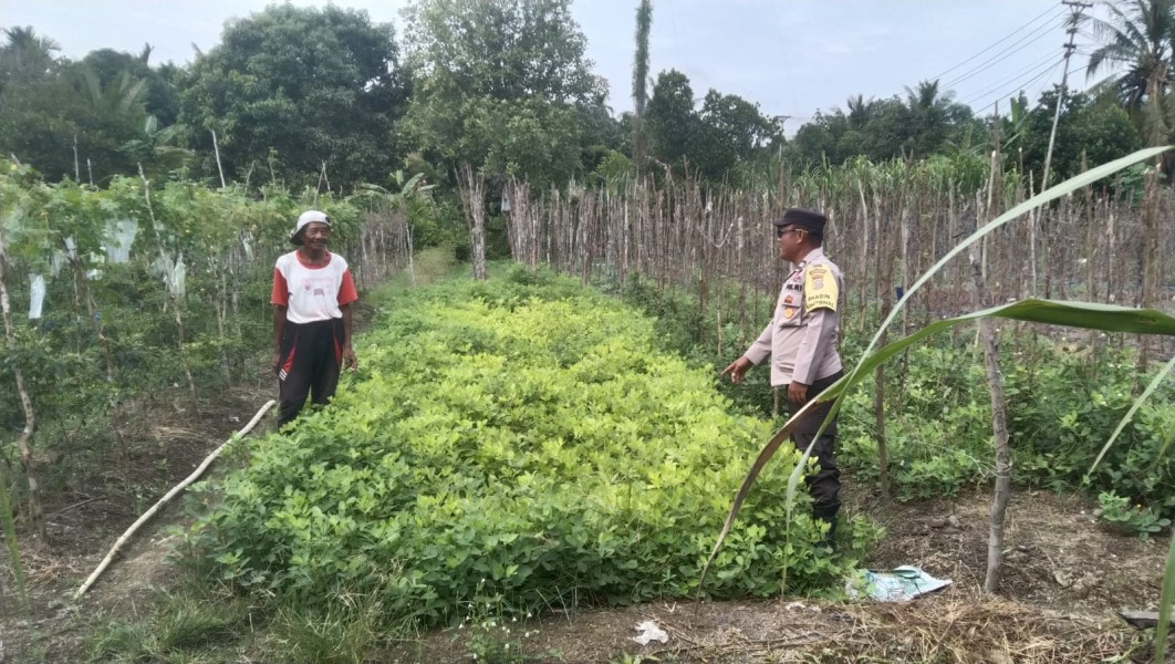 Polsek Tanah Merah Perkuat Program Asta Cita Lewat Pendampingan Petani