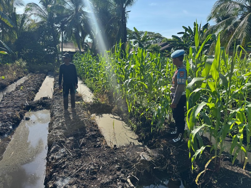 Dukung Asta Cita Presiden, Kapolsek KSKP Tembilahan Tinjau Kebun Jagung dan Salurkan Pupuk NPK