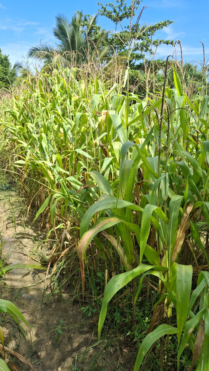 Polsek Minas Cek Perkembangan Jagung Pipil Usia 85 Hari di Minas Jaya, Dukung Ketahanan Pangan Nasional