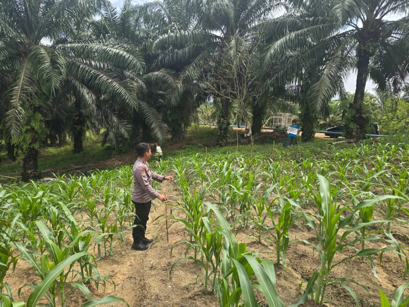 Bhabinkamtibmas Minas Barat Pantau Pertumbuhan Jagung Pipil Usia 35 Hari