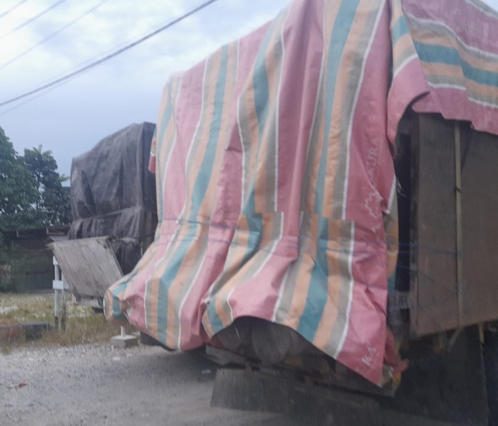 Kayu Gelondongan Bebas Melintas di Siak, Aktivitas Illegal Logging Diduga Dibiarkan