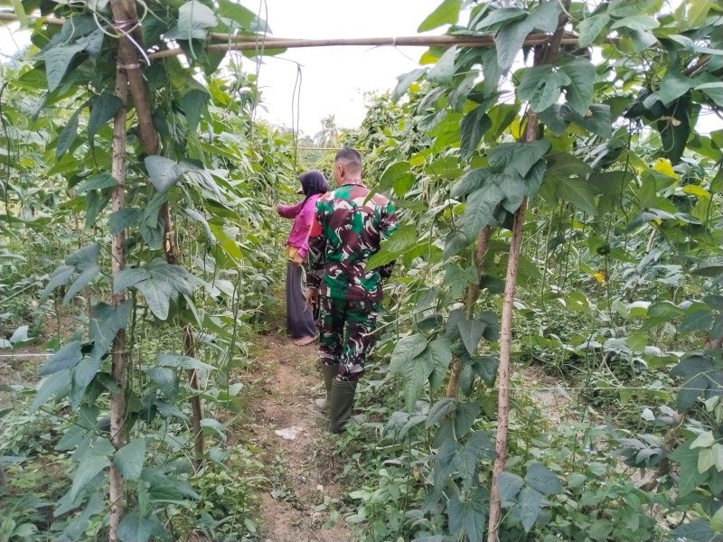 Dukung Swasembada Pangan, Babinsa Koramil 03/Sungai Sembilan Dampingi Petani Kacang Panjang