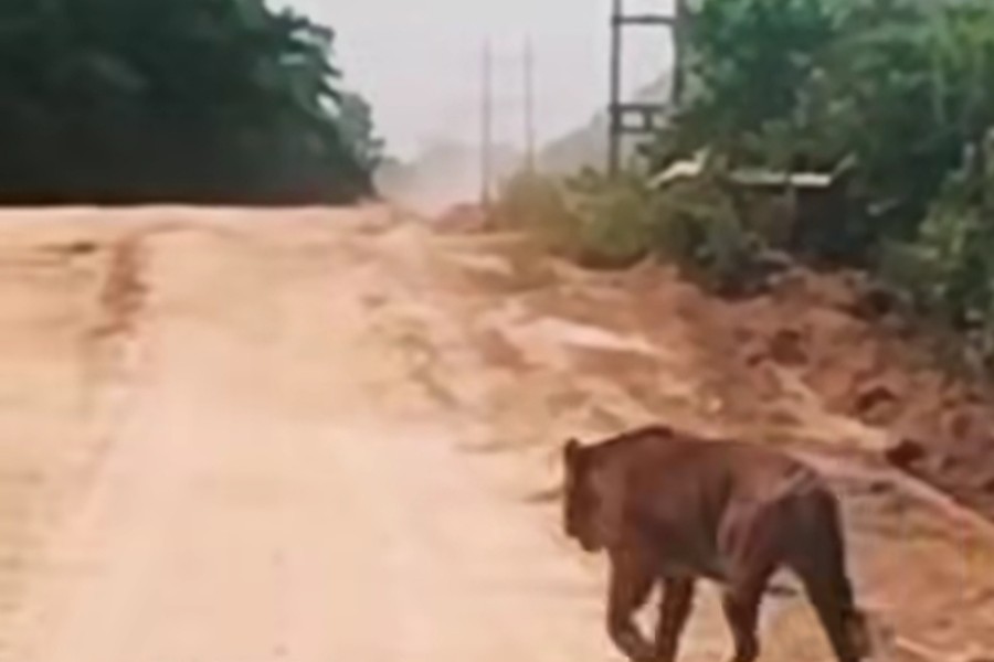 BBKSDA Riau Tegaskan Harimau Viral di Siak Bukan Penyusup, Masih di Habitat Alami