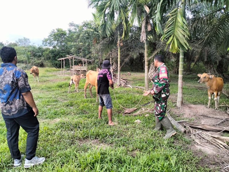 Babinsa Koramil 03/Minas Pantau Penyebaran PMK pada Ternak Sapi di Sungai Selodang