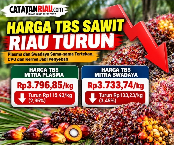 Harga TBS Sawit Riau Kembali Turun, Plasma Rp3.796 dan Swadaya Rp3.733 per Kilogram