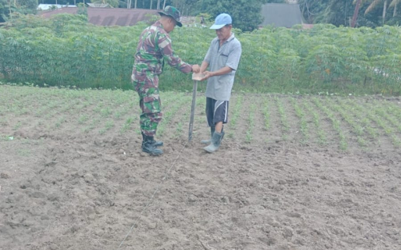 Bersama Petani, Babinsa Sei Geniot Karya Nyata Kacang Tanah