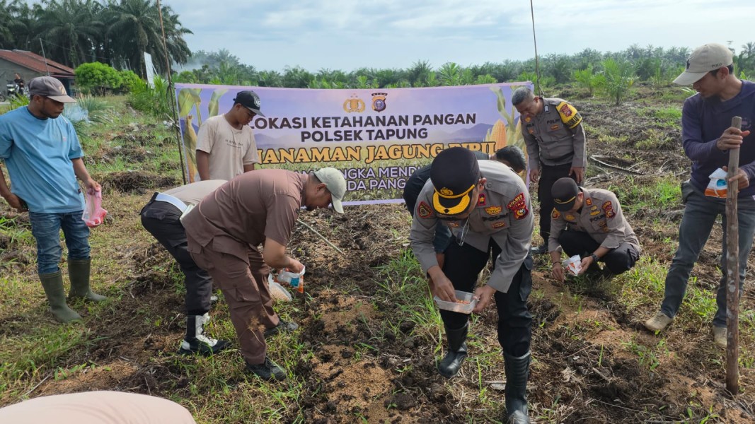 Personel Polsek Tapung Terus Lakukan Penanam Jagung Pipil Desa Sumber Makmur Wujudkan Swasembada Pangan