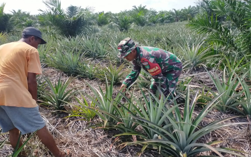 Dukung Ketahanan Pangan, Babinsa Bangsal Aceh Aktif Dampingi Pertanian Warga