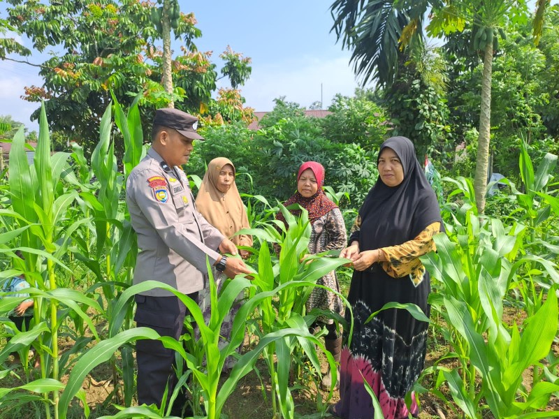 Dukung Ketahanan Pangan Personil Polsek Bangkinang Barat Cek Kontrol Tanaman Jagung Di Desa Pulau Jambu