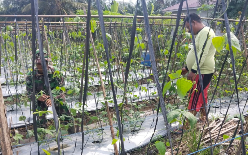 Babinsa Koramil 03/SS Sambangi Kebun Kacang Panjang, Ingatkan Bahaya Membuka Lahan dengan Membakar