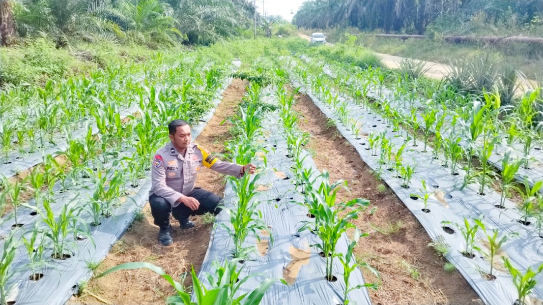 Polsek Minas Pantau Perkembangan Jagung Pipil di Minas Timur, Tanaman Tumbuh Baik