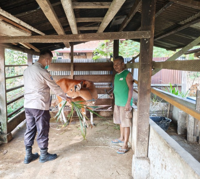 Bhabinkamtibmas Polsek Pasir Penyu Dorong Warga Kembangkan Peternakan Sapi untuk Dukung Ketahanan Pangan Nasional
