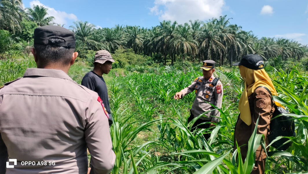 Sinergi Polisi dan Petani, Kapolsek Minas Pantau Lahan Jagung di Kampung Minas Timur