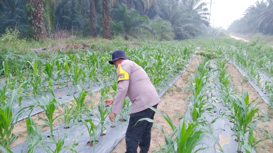 Jagung Pipil Usia 40 Hari Tumbuh Baik di Minas Timur, Polsek Minas Cek Perkembangan Program Ketahanan Pangan Nasional