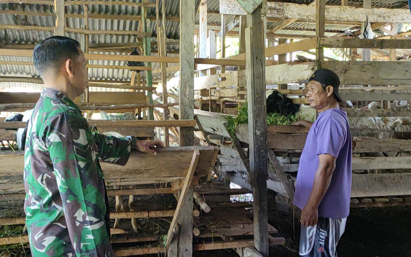 Babinsa Sertu Sutarno Berikan Tips dalam Penanganan PMK