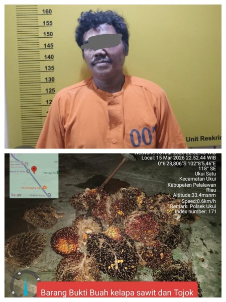 Curi Sawit di Perkebunan SLS, Warga Genduang Ditangkap Polisi