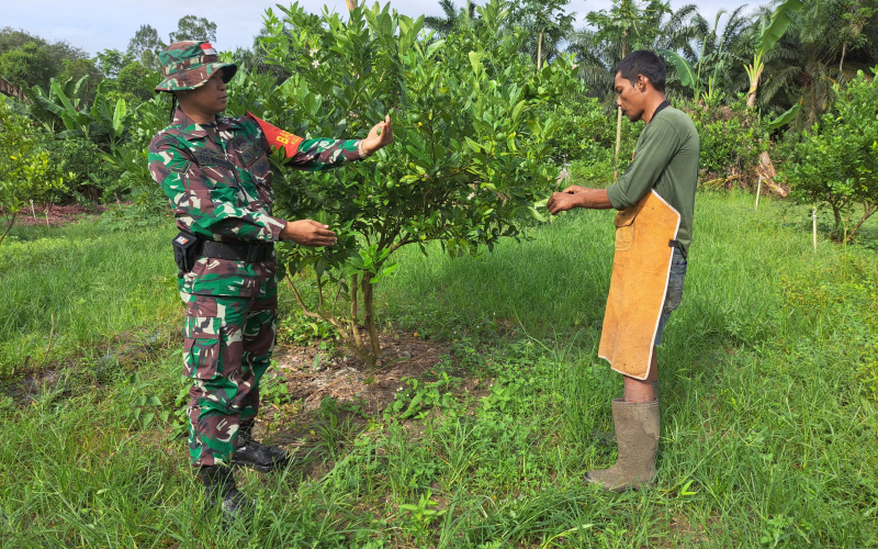 Budidaya Jeruk Nipis, Serda Andri Widodo Dampingi Petani