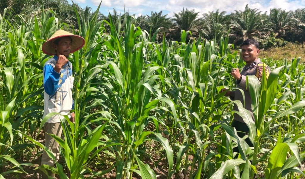 Wujudkan Swasembada Ketahanan Pangan, Personel Polsek Bangkinang Barat Terus Dampingi Kelompok Tani Rawat Jagung Pipil