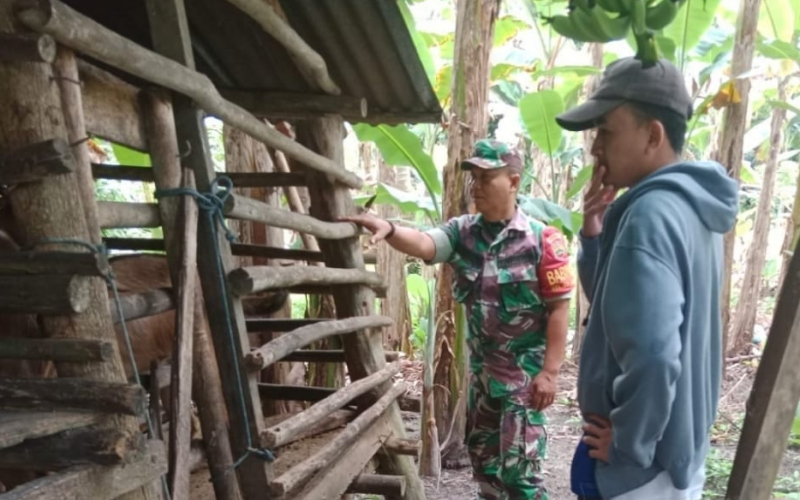 Babinsa Sei Geniot Pantau Pelaksanaan Pencegahan PMK