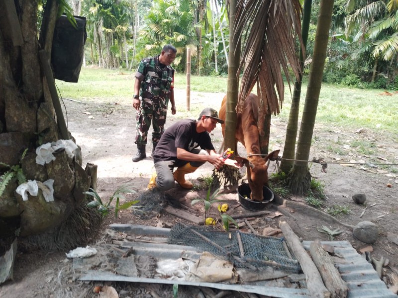 Pelda Benriyadi Dampingi Sosialisasi dan Monitoring PMK di Lubuk Umbut