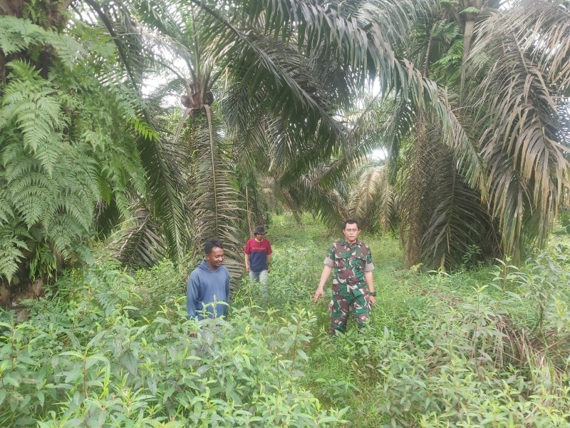 Babinsa Serda Deddy H Patroli Karhutla, Pastikan Wilayah Tualang Nihil Titik Api