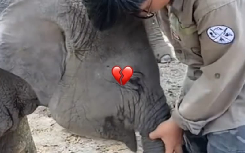 Akun Tiktok Ifaniiiyyy: Surat Terbuka untuk Presiden