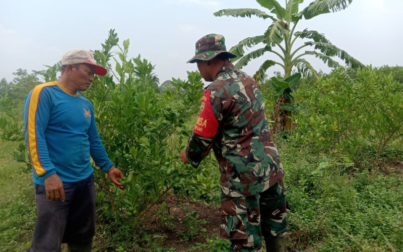 Babinsa dari Mekar Sari Laksanakan Patroli dan Sekaligus Karya Nyata Jeruk Nipis