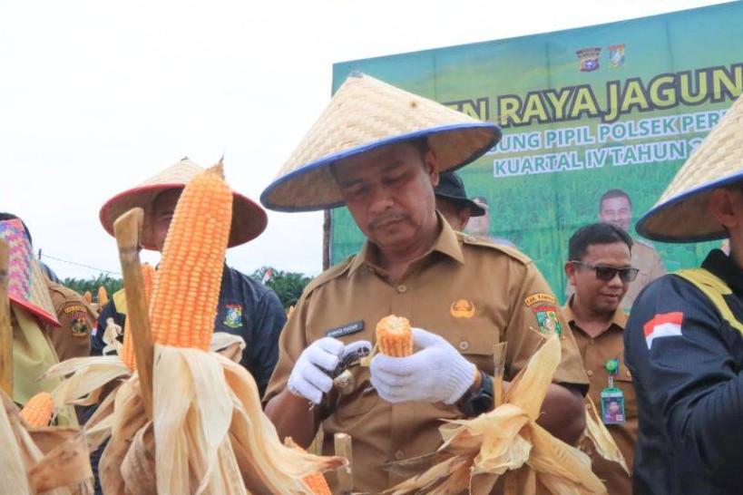 Dukung Program Ketahanan Pangan, Bupati Kampar Panen Jagung di Perhentian Raja