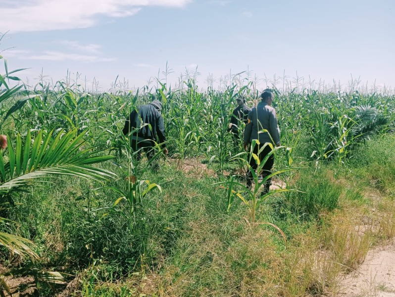 Cek Rutin Perkembangan Tumbuhan Jagung Terus Dilaksanakan oleh Personel Polsek Bangkinang Barat