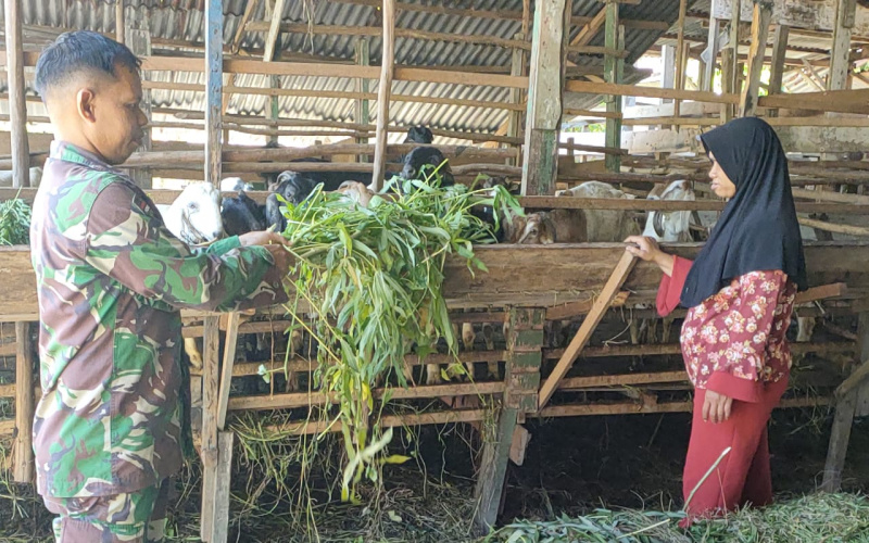 Sosialisasi, Koramil 01 Antisipasi Penyebaran Wabah PMK di Peternakan