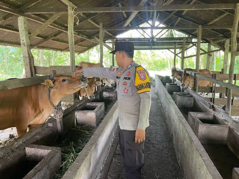 Kegiatan Pembinaan ke Peternakan Sapi, Polsek Tebing Tinggi Barat wujudkan Ketahanan Pangan Nasional