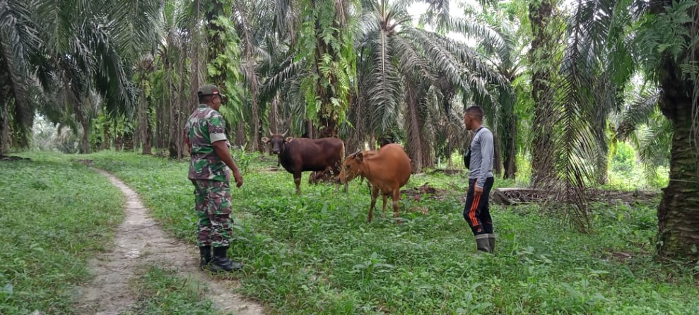 Sertu Sahidin Laksanakan Surveilans PMK di Sengkemang, Hewan Ternak Dinyatakan Aman