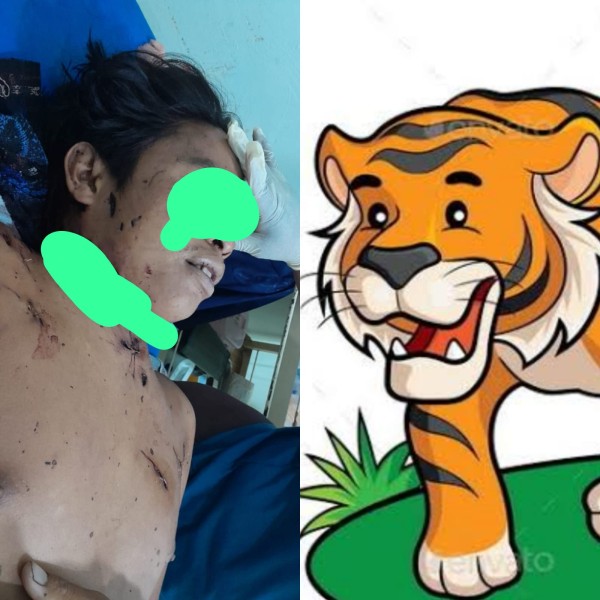 BBKSDA Riau Tindaklanjuti Serangan Harimau Sumatera Yang Tewaskan Pekerja di Pelalawan