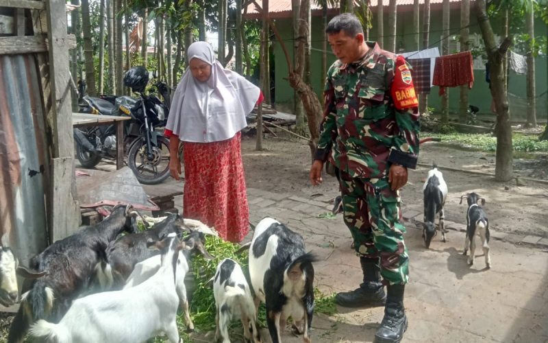 Babinsa Koramil 01 Kunjungi Peternakan, Berikan Edukasi Terkait Pencegahan PMK