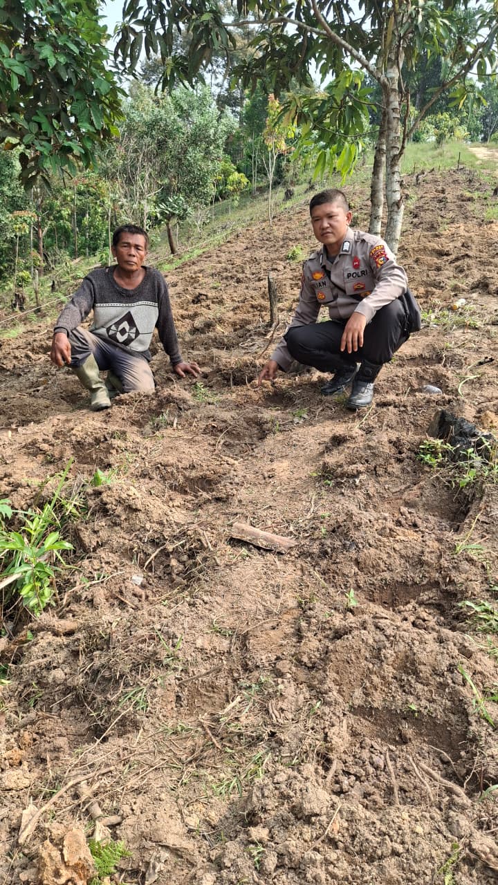Polsek Minas Cek Kesiapan Lahan Jagung Pipil Program Ketahanan Pangan Kuartal II di Kelurahan Minas Jaya