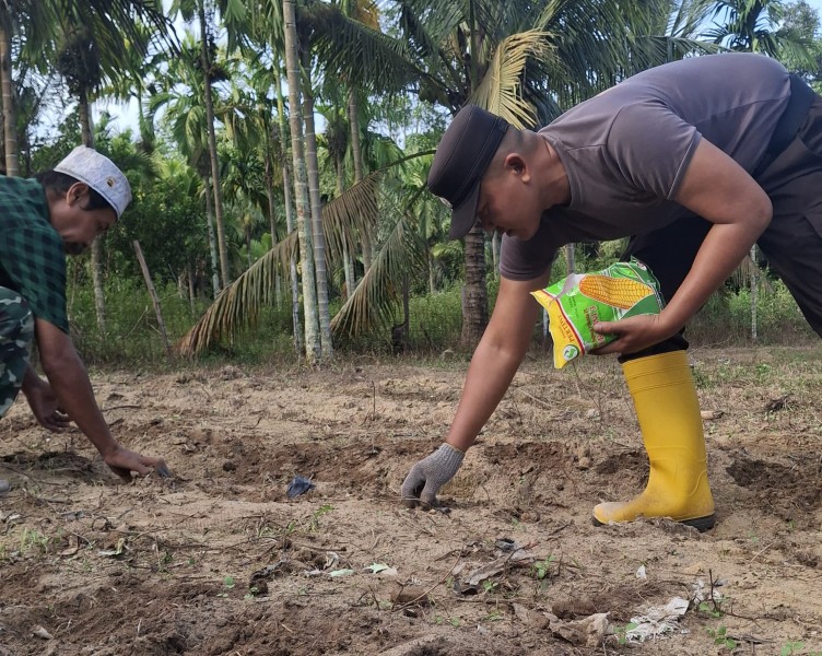 Dukung Ketahanan Pangan Nasional, Polsek Minas Tanam Bibit Jagung Pipil di Minas Jaya