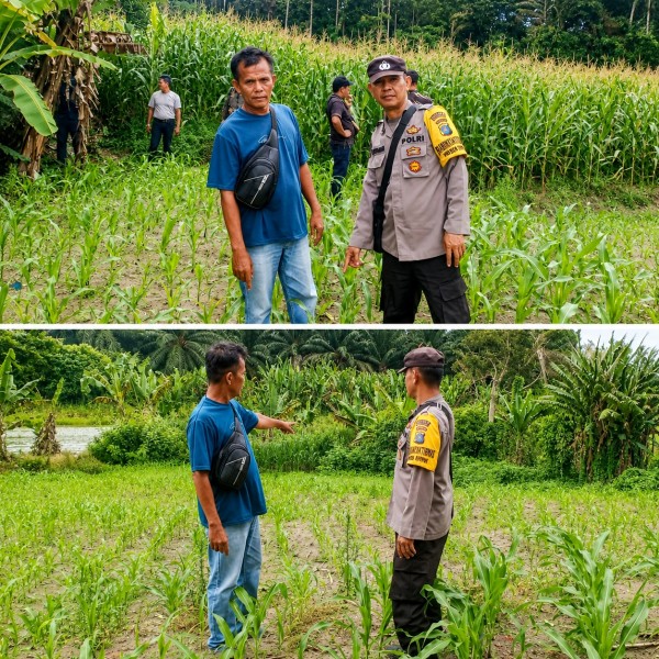 Polisi Sambangi Kebun Jagung Warga di Simalungun